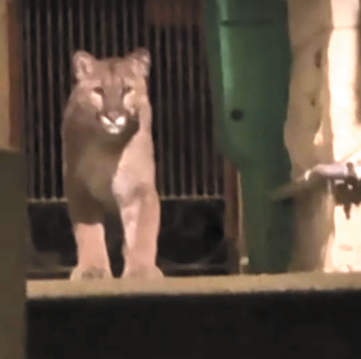 小山獅出沒市中心豪宅區   全城關注安全捕獲將放生