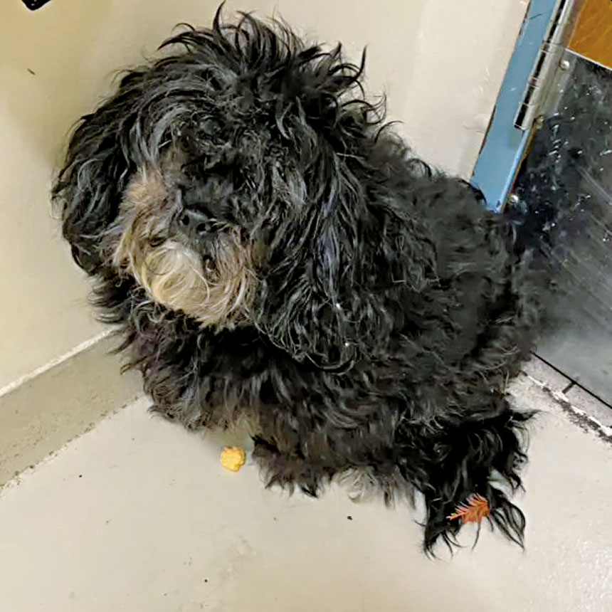 遭遺棄的其中一隻小狗。菲蒙警察局