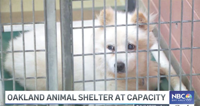 屋崙動物收容爆滿  急籲民眾領養狗隻