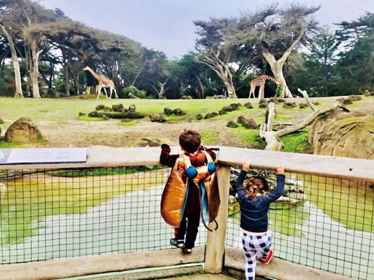 三藩市動物園   本月兒童免收費