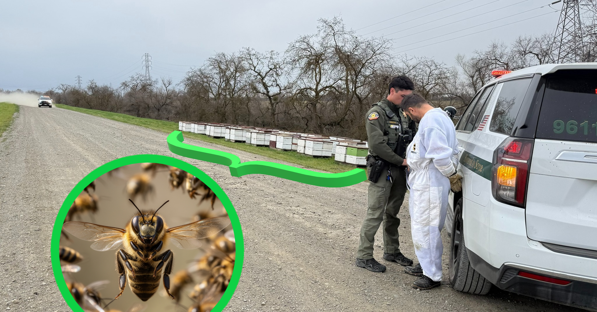 沙加緬度男子涉盜170個蜂箱被捕　涉款逾數萬元