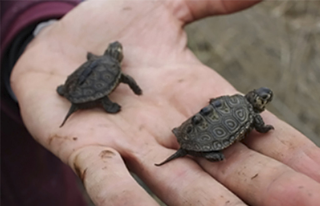 「忍者龜集團」覆滅！馬來西亞破獲跨國走私網，查獲數十珍稀龜類