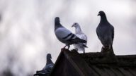 英國城市奇招治鴿患 擬餵食避孕藥控制繁殖