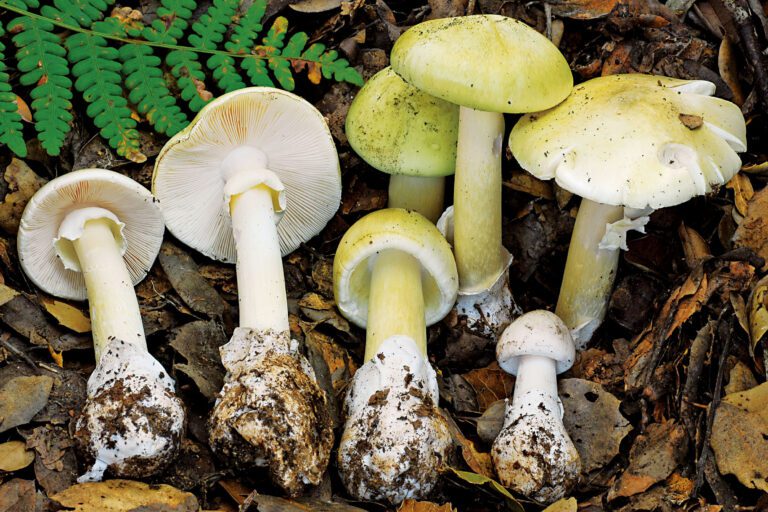 加州近期屢傳民眾誤食野生「死帽菇」中毒。加州公共衛生局/美聯社