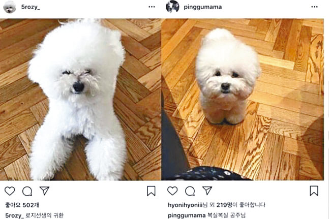 車貞媛和黃寶拉曾於2018年上載疑是河正宇的愛犬照片。