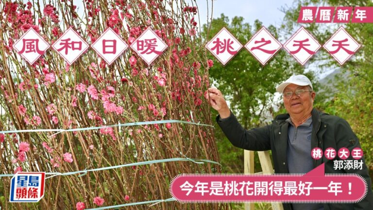【新春年花】天氣和暖桃花開得最靚！「桃花大王」：今年係開得最好嘅一年