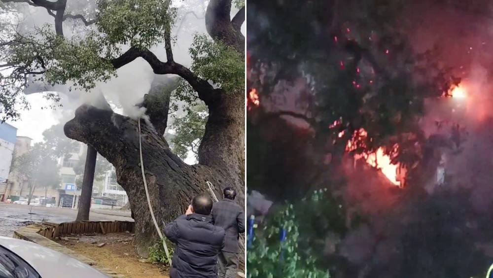 奇蹟！湖南1200年古樟樹遭爆竹焚燒近7小時，竟能倖存！