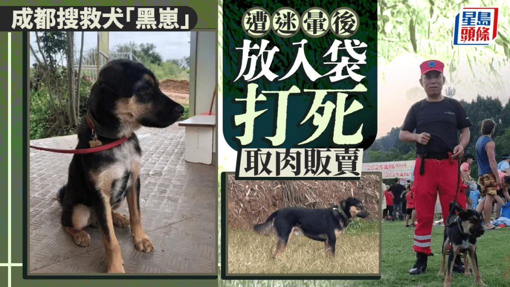 搜救犬「黑崽」慘遭毒手 被迷暈打死販賣狗肉 救援隊痛失無聲戰友