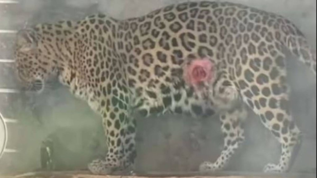 韶關動物園驚現血洞豹！元凶竟是牠自己的舌頭？園方緊急回應