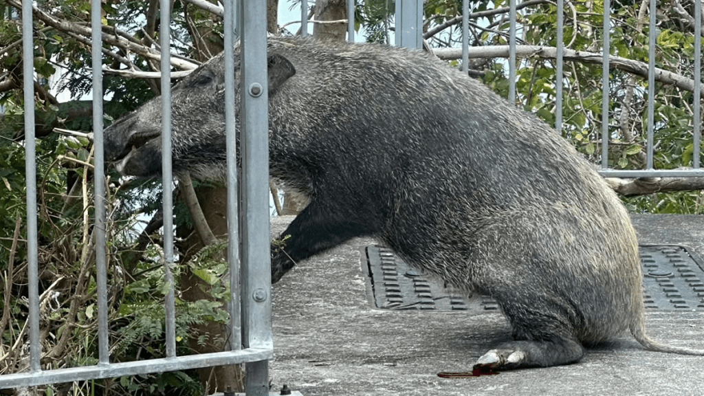 薄扶林野豬慘遭鐵欄夾頭 掙扎流血 漁護署無奈人道處理